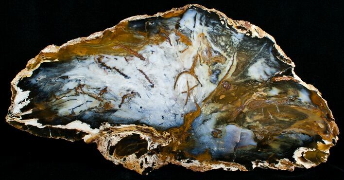 Gorgeous Hubbard Petrified Wood Slab - x #5025